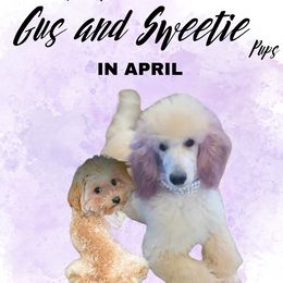 Goldendoodle puppies from Stacy Warwick