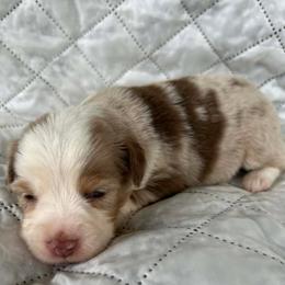 Nugget - Red merle female Miniature Australian Shepherd puppy in Alabama from SBA Aussies