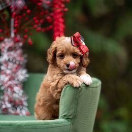 Frou-frou - Red and white female Cockapoo puppy in Deming, Washington from Heavenly Puppies to Love