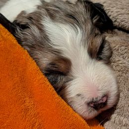 Star - purple collar girl - Blue merle female Aussiedoodle puppy in Mc Minnville, Tennessee from WilderAcre