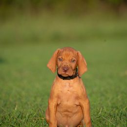German Shorthaired Pointer and Vizsla Puppies from Nosam Kennels