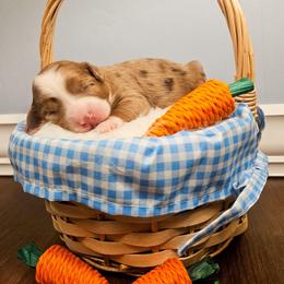 Tulip - Chocolate merle female Bernedoodle puppy in Russell Springs, Kentucky from 270 Doodles