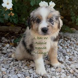 Vinny - Blue merle male Miniature Australian Shepherd puppy in Midway, Texas from L Bar W Aussie Ranch