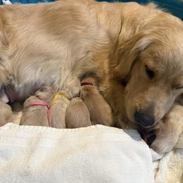 Green - Golden male Golden Retriever puppy in Los Angeles, California from Heart Hill Goldens