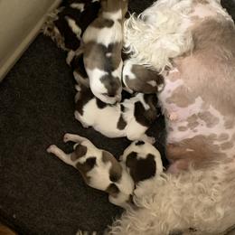 Miniature Schnauzer Puppies from Circle R Ranch