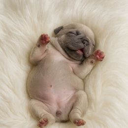 Lavender Male - Liver male French Bulldog puppy in Euless, Texas from Moki&Mello