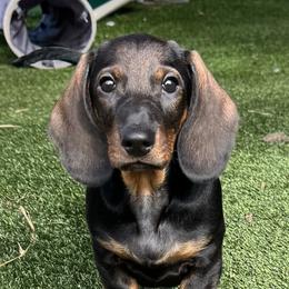 Carl - Wild boar male Dachshund puppy in Meggett, South Carolina from Notori Dobermans