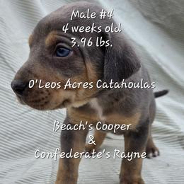 MALE - 4 - Blue merle male Catahoula Leopard Dog puppy in Perry, Florida from O'Leos' Acres Catahoulas
