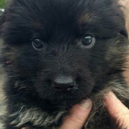 Berger Blanc Suisse and German Shepherd Puppies from Vom Hundhaus  Shepherds
