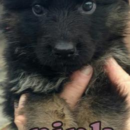 Berger Blanc Suisse and German Shepherd Puppies from Vom Hundhaus  Shepherds