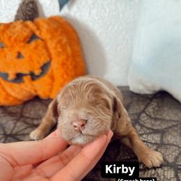 Kirby - Red  male Goldendoodle puppy in Mesa, Arizona from Pedersendoodles