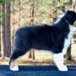 Australian Shepherd Puppies from Blackwater Australian Shepherds