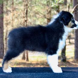 Australian Shepherd Puppies from Blackwater Australian Shepherds