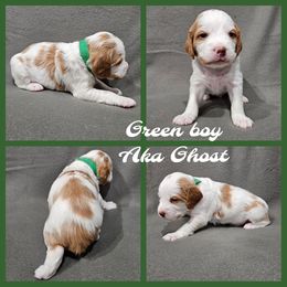 Ghost - Orange and white male Brittany puppy in Osseo, Wisconsin from On Fire Brittanys
