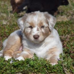Cinder - Red merle female Australian Shepherd puppy in Lyons, Georgia from Canyon South Aussies