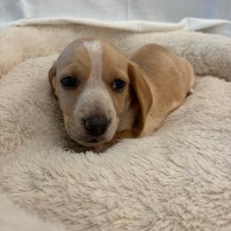 Cupid - Piebald male Dachshund puppy in Fruita, Colorado from M & M Breeding