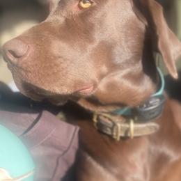 Dove - Labrador Retriever
