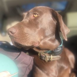 Dove - Labrador Retriever