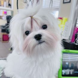 Maltese Puppies from Iron Angel Maltese