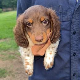 Bear - Piebald male Dachshund puppy in Valliant, Oklahoma from TM7 Dachshund's