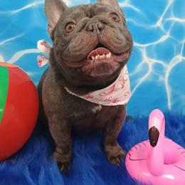 Rome - French Bulldog