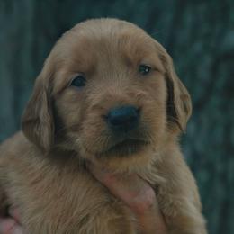 Axew - Golden male Golden Retriever puppy in Minneapolis, Minnesota from Firestorm Goldens