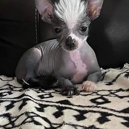 Chihuahua and Chinese Crested Puppies from Western Kentucky Chihuhua and Chinese Crested