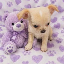Candy - Cream female Chihuahua puppy in Kyle, Texas from joy of chihuahuas tx