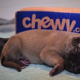 Great Dane Puppies from VanDelft Danes