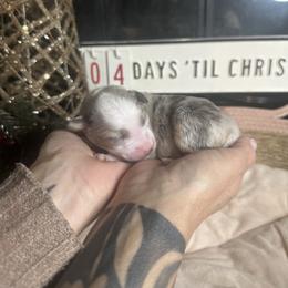 Super Girl - Blue merle female Australian Shepherd puppy in Hemet, California from Perfect Companion Aussie's