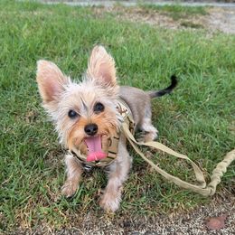 Yorkshire Terrier Puppies from Yorkie