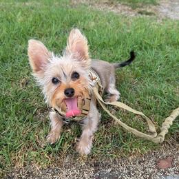 Yorkshire Terrier Puppies from Yorkie