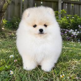 Fabio - Cream male Pomeranian puppy in Kennesaw, Georgia from Cream Puffs Pomeranian Puppies