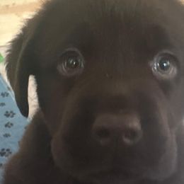 Labrador Retrievers from Oksana Soroka