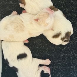Japanese Chin puppies from Sakura Japanese Chin