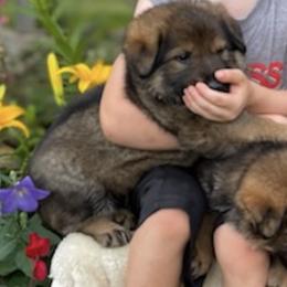 German Shepherds from Schultzenhaus Kennels