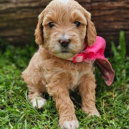 Hazelnut- Pink Collar - Apricot female Goldendoodle puppy in Bonham, Texas from Happy Valley Puppies