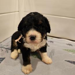 Light Pink - Tri-color female Bernedoodle puppy in Shelby, North Carolina from Forever Grateful Doodles