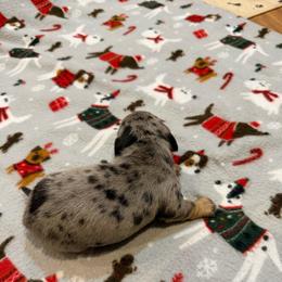 Quicksilver - Dapple male Dachshund puppy in Wappapello, Missouri from Kandb Dachshunds