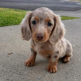 Polly - Dapple female Dachshund puppy in Moreno Valley, California from rdachshunds