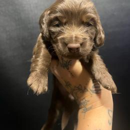 Bruce - Chocolate male Dachshund puppy in Riverside, California from Ashley’s canine collective