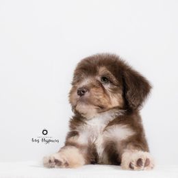 Bernedoodle and Aussiedoodle Puppies from Lillybee