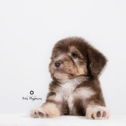 Bernedoodle and Aussiedoodle Puppies from Lillybee