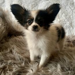 King - White black and tan male Papillon puppy in Missouri from Lovely Acres