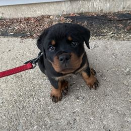 Rottweiler Puppies from Nevins Rottweilers