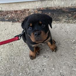 Rottweiler Puppies from Nevins Rottweilers