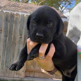 Gunner - Black male Labrador Retriever puppy in Richfield, Utah from Stormy River Retrievers