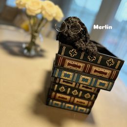 Poodle Puppies from Maison des Caniches