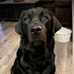 Titan - Golden Retriever