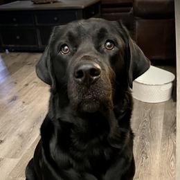 Titan - Golden Retriever